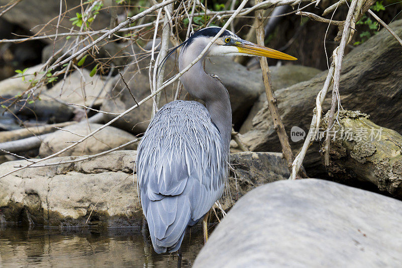 大蓝鹭(Ardea herodias)在繁殖羽毛